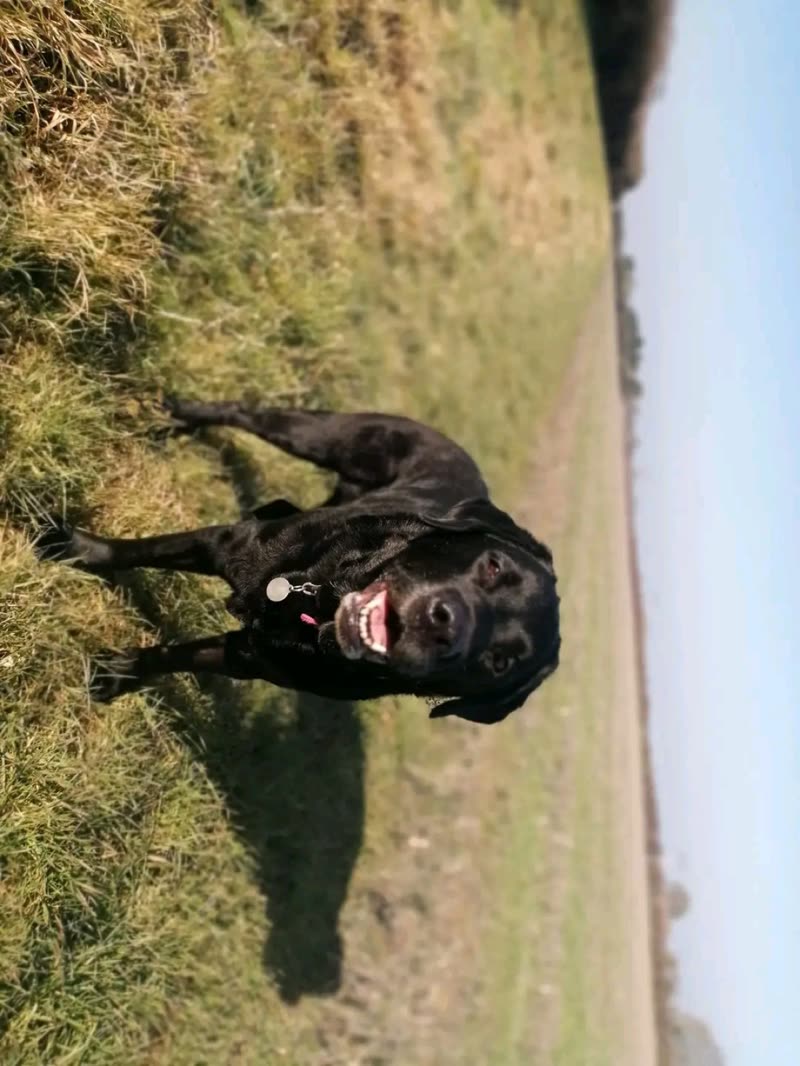 A black labrador on a grassy coastal path with the sea behind