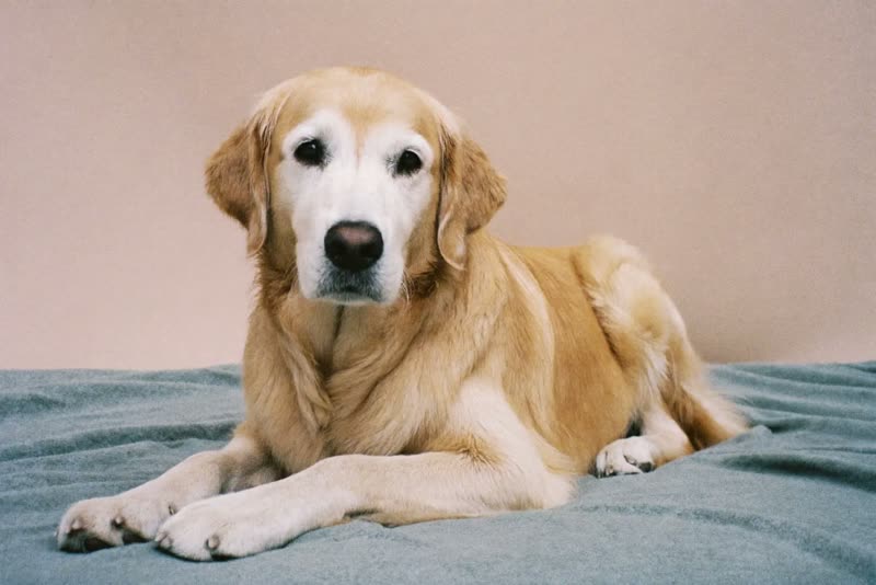 A dog settled and relaxed after a walk