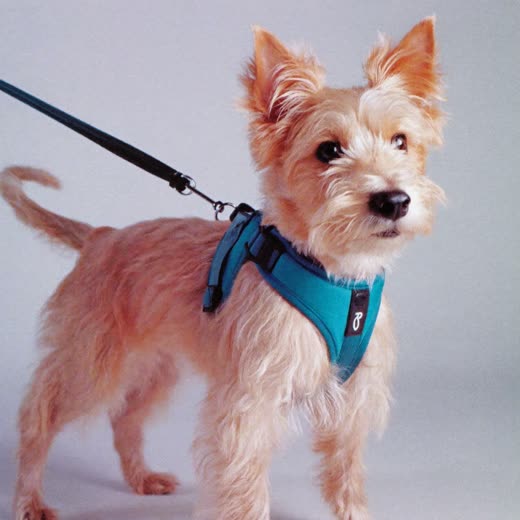 A dog in a harness ready for its walk