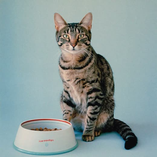 A cat beside its food bowl during a home visit