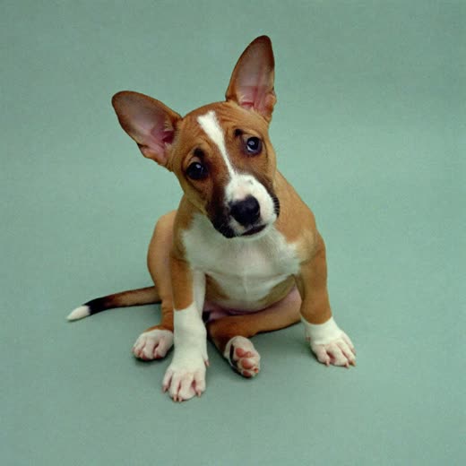 A puppy sitting attentively