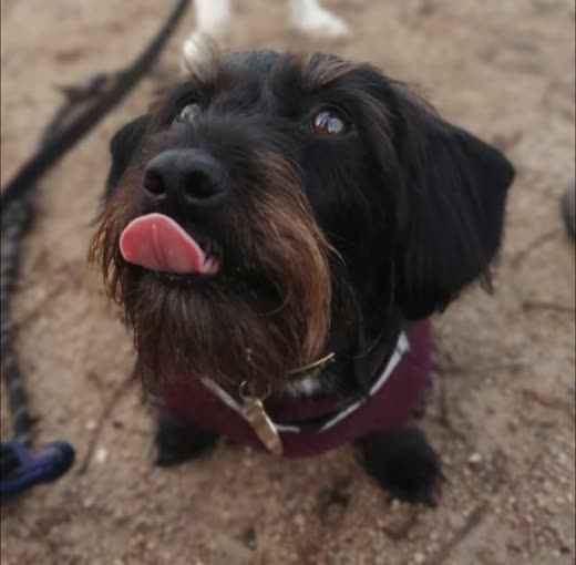 A black wire-haired dog in a burgundy harness looking up with its tongue out